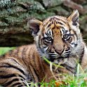 slides/IMG_0378.jpg sumatran, tiger, cub, wildlife, feline, big cat, cat, predator, fur, marking, stripe, eye WBCW106 - Sumatran Tiger Cub